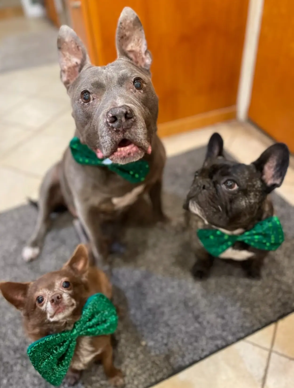 Three dogs wearing green bow ties